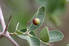 Carissa spinarum